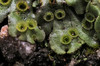Liverworts - Photo (c) George Shepherd, some rights reserved (CC BY-NC-SA)