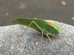 Microcentrum californicum