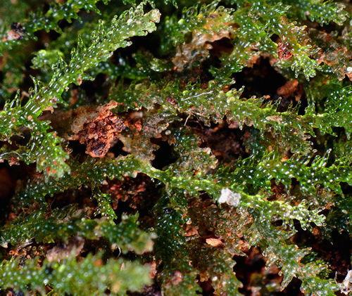 Zoopsis leitgebiana