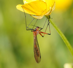 Harpobittacus australis