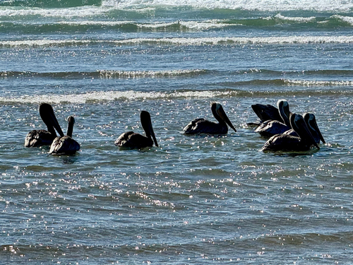 California Brown Pelican photographed in Oregon