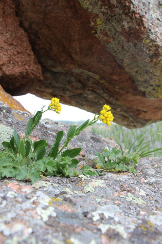 Openwoods Ragwort (Senecio rapifolius)