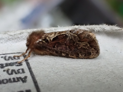Conifer Swift Moth photo 4
