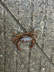 Pseudothelphusa dugesi