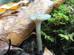 Tephroleuci