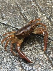 Pseudothelphusa dugesi