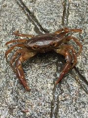 Pseudothelphusa dugesi