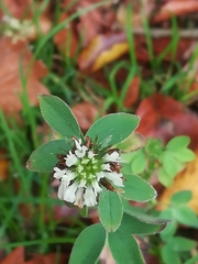 Trifolium striatum
