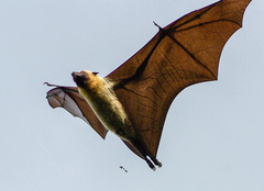 Pteropus seychellensis comorensis