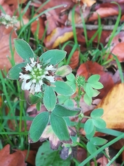 Trifolium striatum