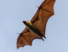 Pteropus seychellensis comorensis