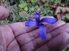 Gentianopsis ciliata ciliata