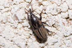 Sphenophorus compressirostris