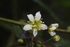 Rubus schmidelioides schmidelioides