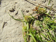 Cyperus michelianus