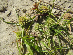 Cyperus michelianus
