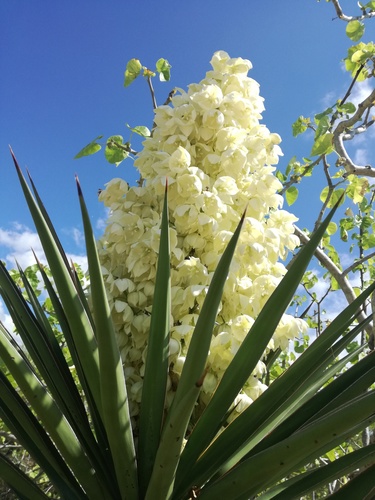 Cape Region yucca