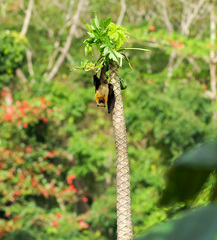 Pteropus seychellensis comorensis