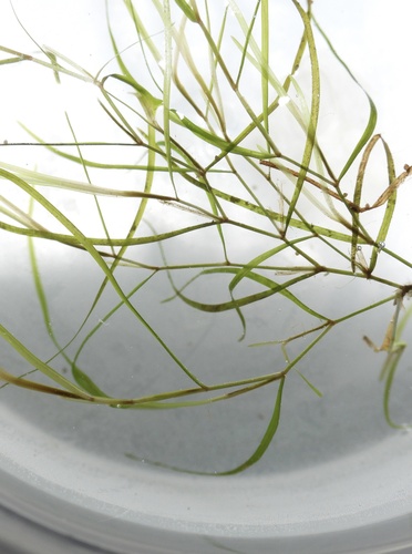 Berchtold's pondweed — photo 1