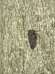 Microcentrus perditus