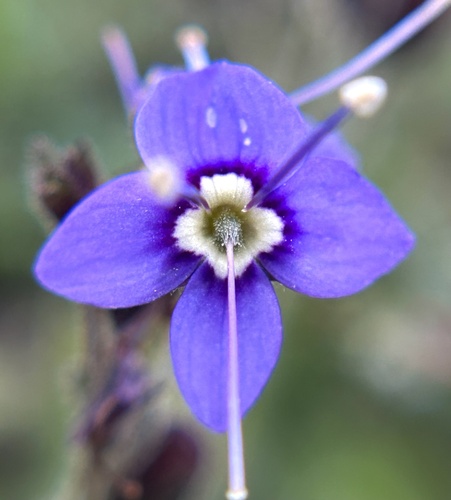 Copeland's speedwell (Veronica copelandii)