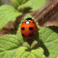 Coccinella nugatoria