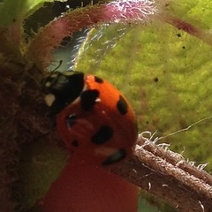 Coccinella nugatoria