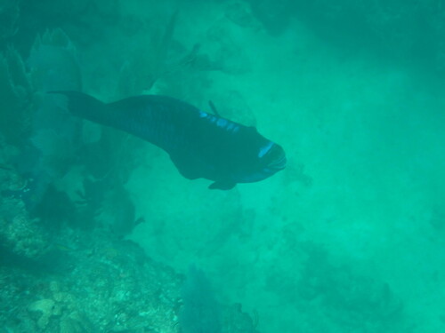 Photo of Midnight parrotfish (Scarus coelestinus)