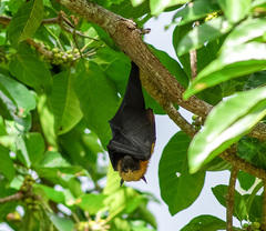 Pteropus seychellensis comorensis