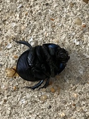 Geotrupes opacus