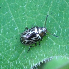 Zygogramma piceicollis