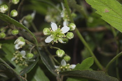 Rubus schmidelioides schmidelioides