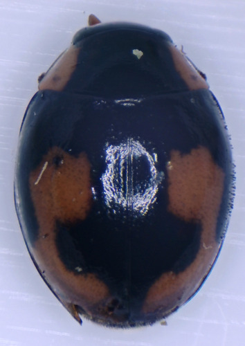Confluent Sigil Lady Beetle photo 2