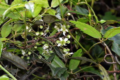 Rubus schmidelioides schmidelioides
