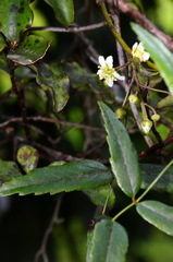 Rubus schmidelioides schmidelioides