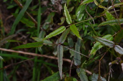 Rubus schmidelioides schmidelioides