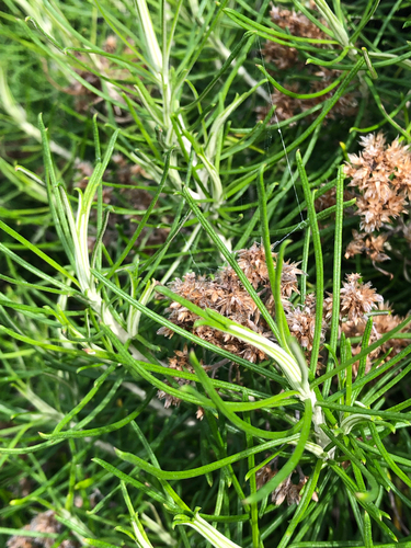 Cassinia tenuifolia observed 2025-07-26