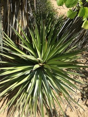 Yucca capensis