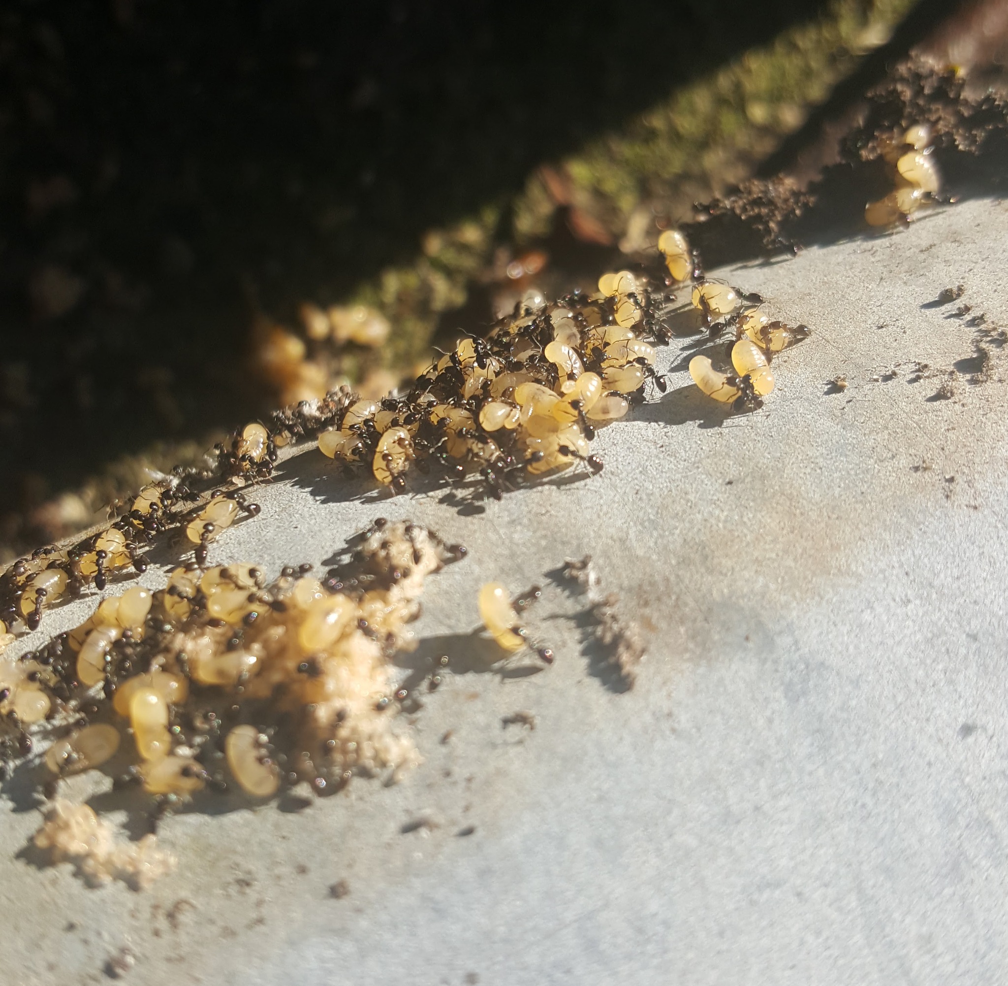 Ochetellus glaber glaber