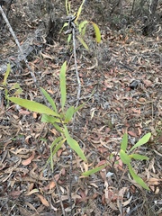 Hakea benthamii