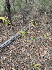 Hakea benthamii