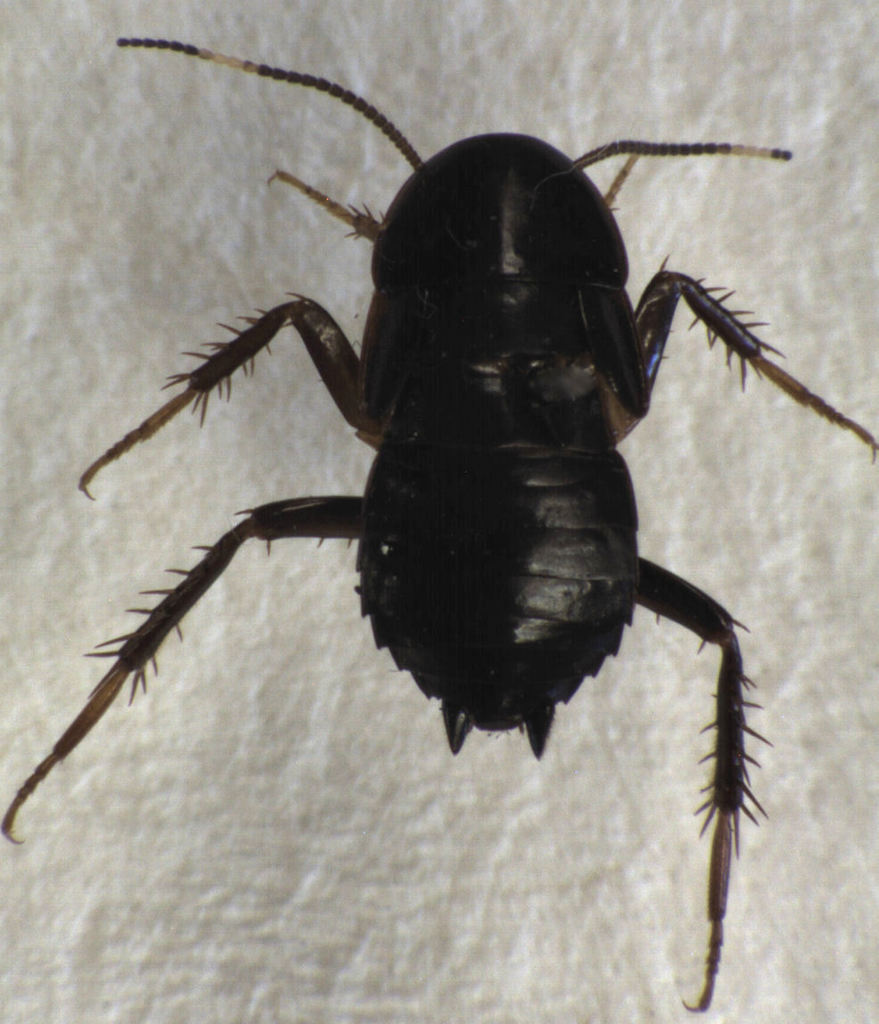 Tryonicus