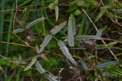 Rubus schmidelioides schmidelioides