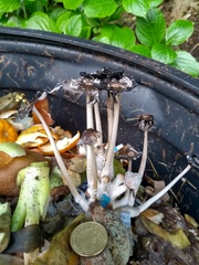 Coprinopsis macrocephala