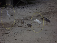 Egretta thula