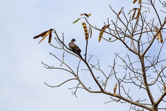 Columba pollenii