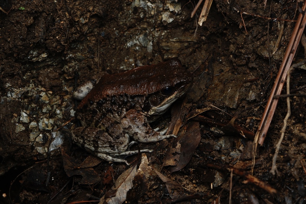 Holst's Frog