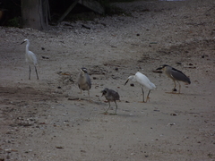 Nycticorax nycticorax
