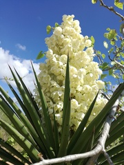 Yucca capensis