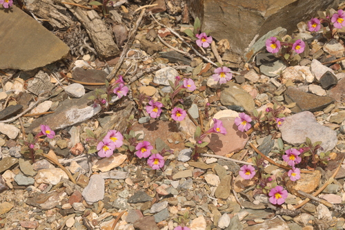 Parry monkeyflower (Diplacus parryi)